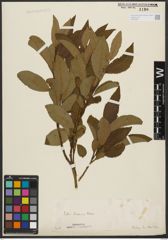 Foto von Salix silesiaca Willd.